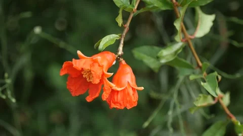 Two beautiful bright blooming orange dwarf pomegranate flowers slowly swing 库存影片 134576851