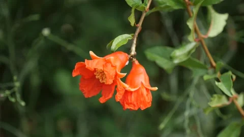 Two beautiful bright blooming orange dwarf pomegranate flowers slowly swing Stock Footage 134577102