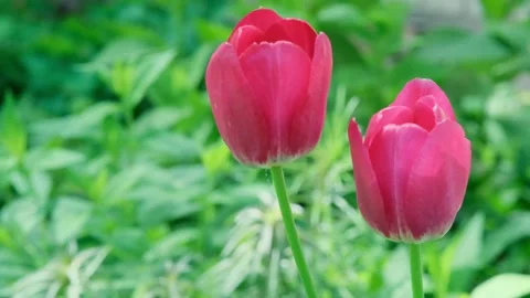 Two beautiful bright red scarlet tulip flowers move in wind against green natura Stock Footage 247018511