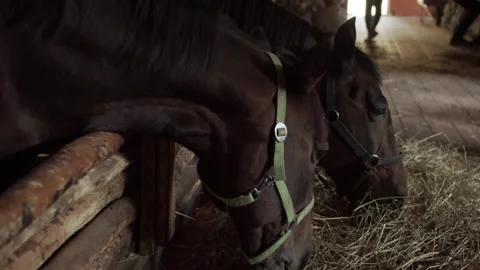 Two beautiful brown horses standing in a wooden stall in the village, eat hay Stock Footage 143933760