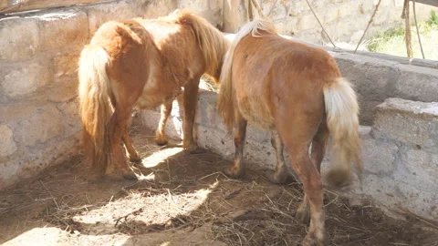 Two beautiful brown ponies are standing by a bale of straw and feeding Stock Footage 243209102