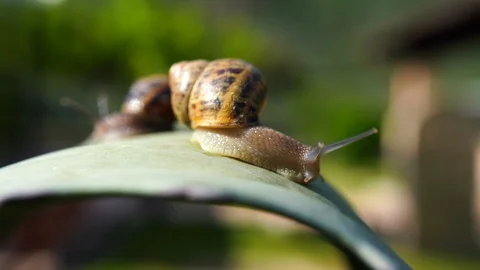 Two beautiful brown snails crawling slowly on the aloe leaf in sunlight Stock Footage 108804397