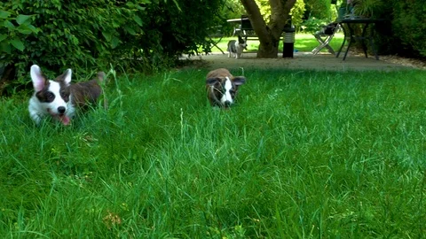 Two beautiful brown young corgi dogs playing in the green grass on the sun Stock Footage 111334441