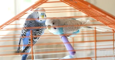 Two beautiful budgerigars on cage 3 스톡 동영상 117284274