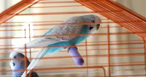 Two beautiful budgerigars on cage Stock Footage 117267447