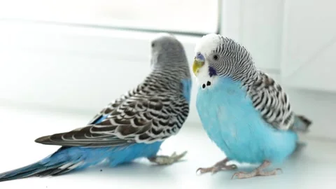 Two beautiful budgerigars. Love between parrots. Bright birds. Pets 動画素材 153835490