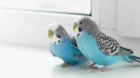 Two beautiful budgerigars. Love between parrots. Bright birds. Pets Stockbeeldmateriaal 153835736