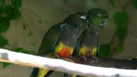 Two Beautiful Burrowing Parrots Sitting Harmoniously on a Branch, CloseUp View Stock Footage 287219298
