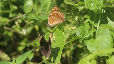 Two Beautiful Butterfly Stock Footage 306877444