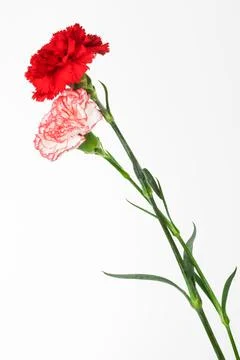 Two beautiful carnation on white background Stock Photos