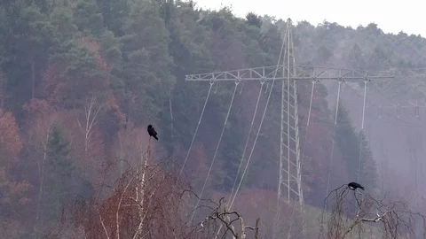 Two beautiful carrion crows preening on top of birch trees in autumn near forest Stock Footage 99105606