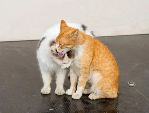 Two beautiful cat Stock Photos
