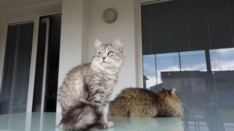 Two beautiful cats on a garden table Vídeo Stock 126356912
