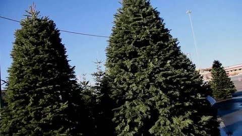 Two beautiful Christmas trees Stock Footage 82721733