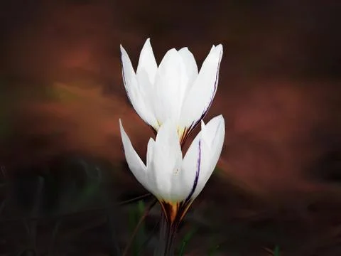 Two beautiful crocuses Stock Photos