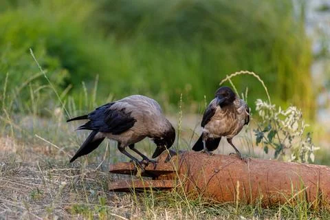 Two Beautiful Crows foraging on a Rusty Pipe Amongst Green Grass in a Scenic Foto stock