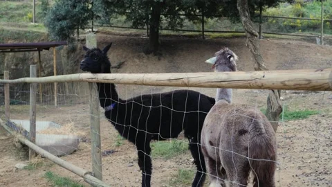 Two beautiful, curious alpacas stroll through their enclosure on a farm. Stock Footage 330288348