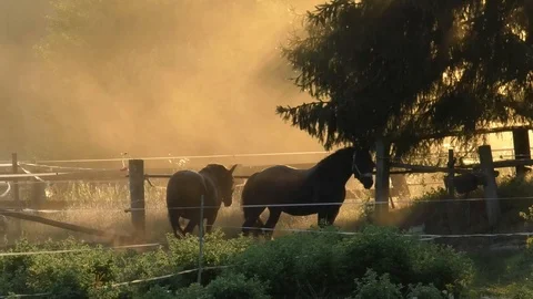 Two beautiful dark horses in a paddock on a misty early morning, spruce tree Stock Footage 113810723