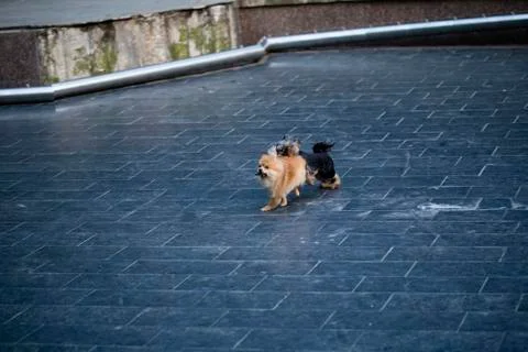 Two beautiful dogs. Stock Photos