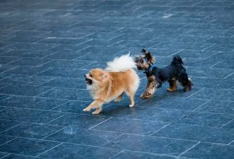 Two beautiful dogs. Stock Photos