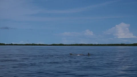 Two Beautiful Dolphins Swimming At Surface Of Lake [Slow Motion] Stock Footage 89876198
