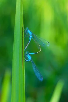 Two beautiful dragonfly 스톡 사진