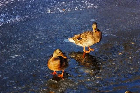 Two beautiful ducks mallards on cold ice near the water in the winter look in 스톡 사진