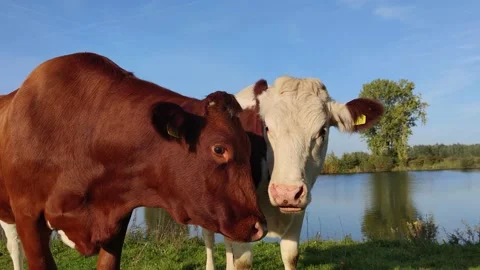 Two beautiful dutch cows up close around the river Meuse Stock Footage 168128132