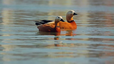Two beautiful eagle ducks gracefully glide along the serene water surface Stock Footage 307267140