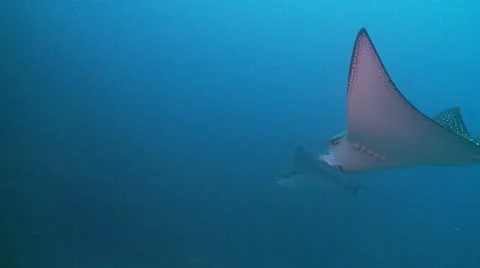 Two beautiful eagle ray gliding in the ocean depths Stock Footage 56615864