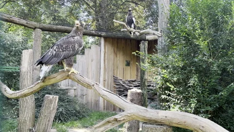 Two beautiful eagles control their territory.  Stock Footage 203197699