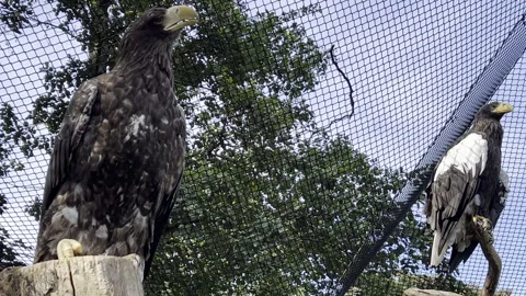 Two beautiful eagles look into the distance. Steller's sea eagle. Stock Footage 202254904