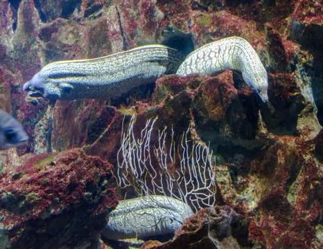 Two beautiful eel in an aquarium Stock Photos
