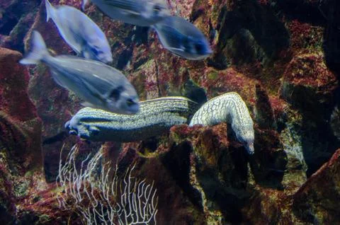 Two beautiful eel in an aquarium Stock Photos