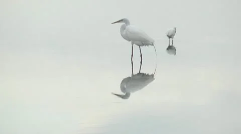 Two beautiful egrets wading in shallow water Stock Footage 11199096