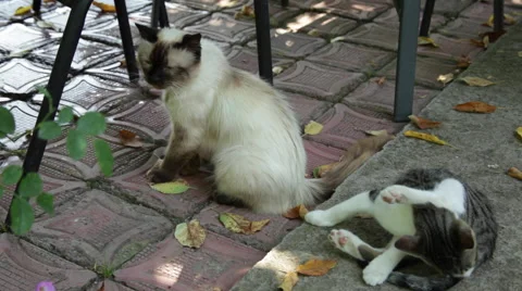 Two beautiful friendly cats on a terrace, pets, Birman cat, stray tabby cat Stock Footage 49682206