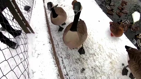 Two beautiful geese Stock Footage 142626987