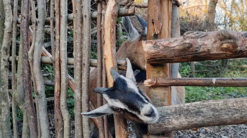 Two beautiful goats peeks out of a paddock on a farm. Video stock 223721791