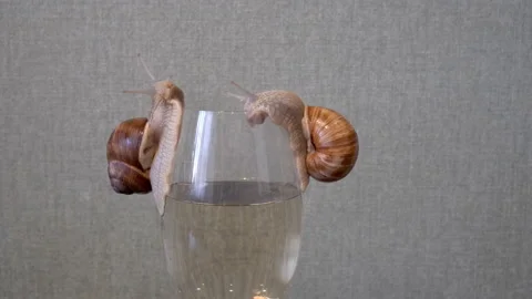 Two beautiful grape snails crawl along the walls of a glass glass with white Video stock 163521416