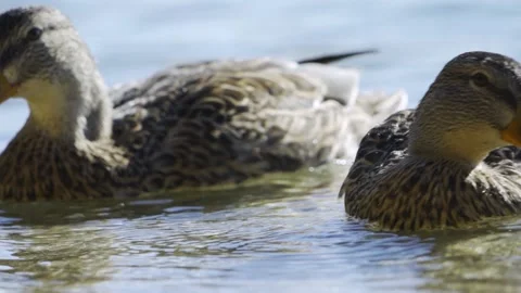Two beautiful gray ducks drink water from the lake. Splashes of water fly from Video stock 161869089
