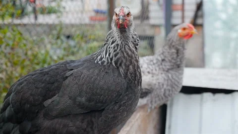 Two beautiful gray hens are looking at the camera lens. Slow motion Stock Footage 126048742