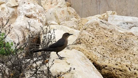 Two beautiful Great-tailed grackle birds on tan boulders. Stock Footage 133833466
