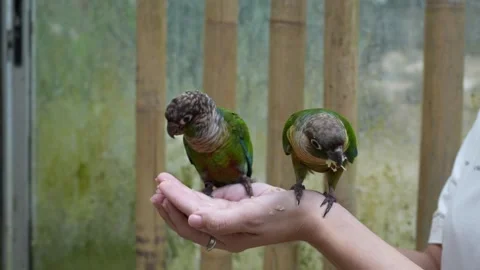 Two beautiful Green-cheeked Conure parrots eating from a human hand Stock Footage 310043144