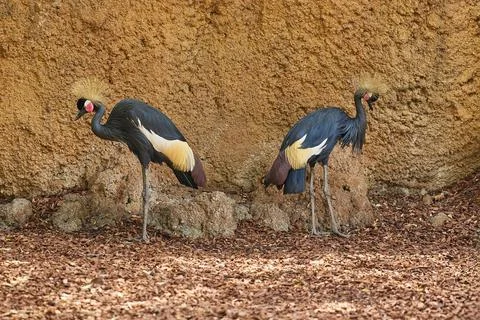 Two beautiful Grey Crowned Crane Stock Photos