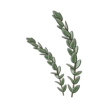 Two beautiful hand drawn eucalyptus twig, branch decoration elements Illustrazione stock