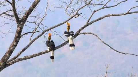 Two beautiful hornbill bird perch on bare tree branch in wild nature environment Video stock 342611964