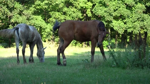 Two beautiful horses graze in pasture. 스톡 동영상 213930983
