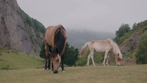 Two beautiful horses grazing peacefully in a green mountain meadow in Asturias, Stock Footage 337409726