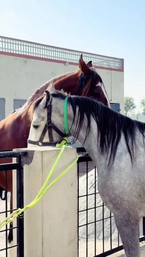 Two Beautiful Horses Interacting and Bonded in a Stable Yard. Vídeos de archivo 333910794