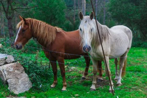 Two beautiful horses Stock Photos
